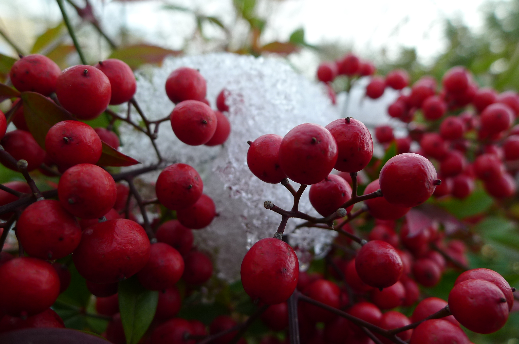 Berries and snow