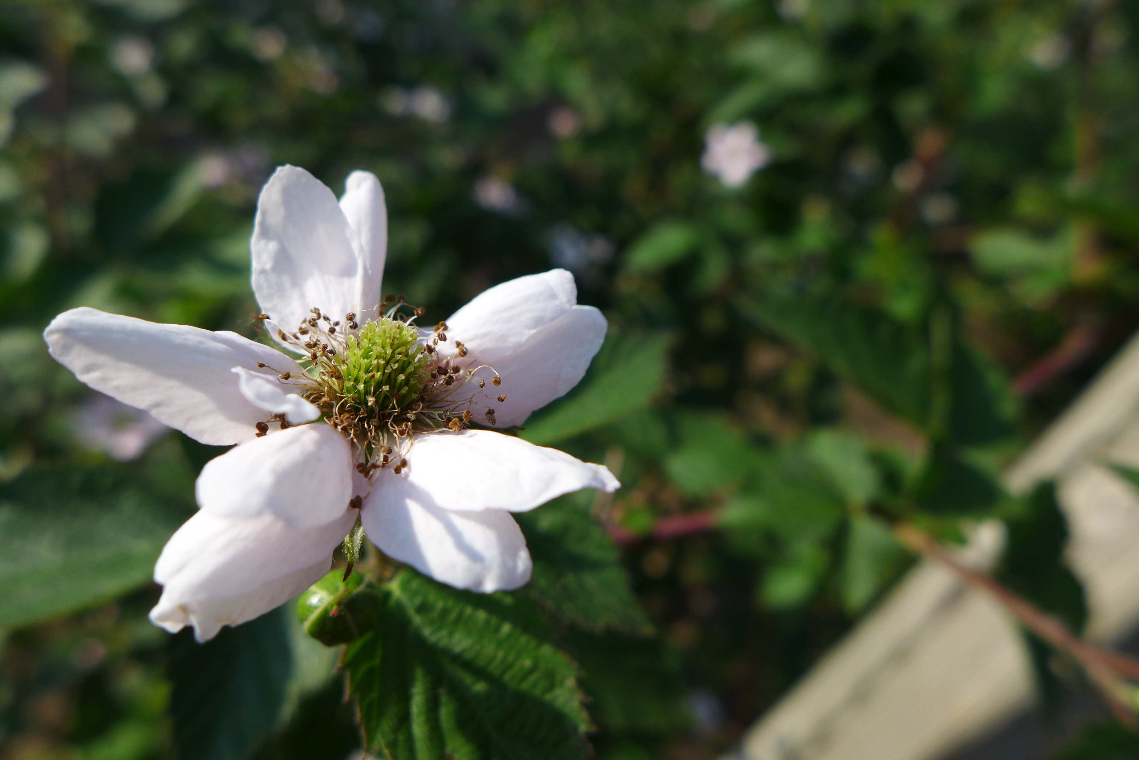 Blackberry blossom